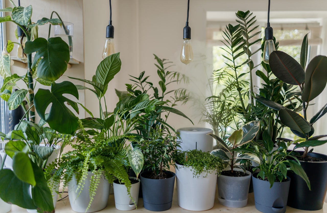 plantes d'interieur